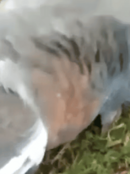 Meet the Kereru: The Drunkest Bird In The World