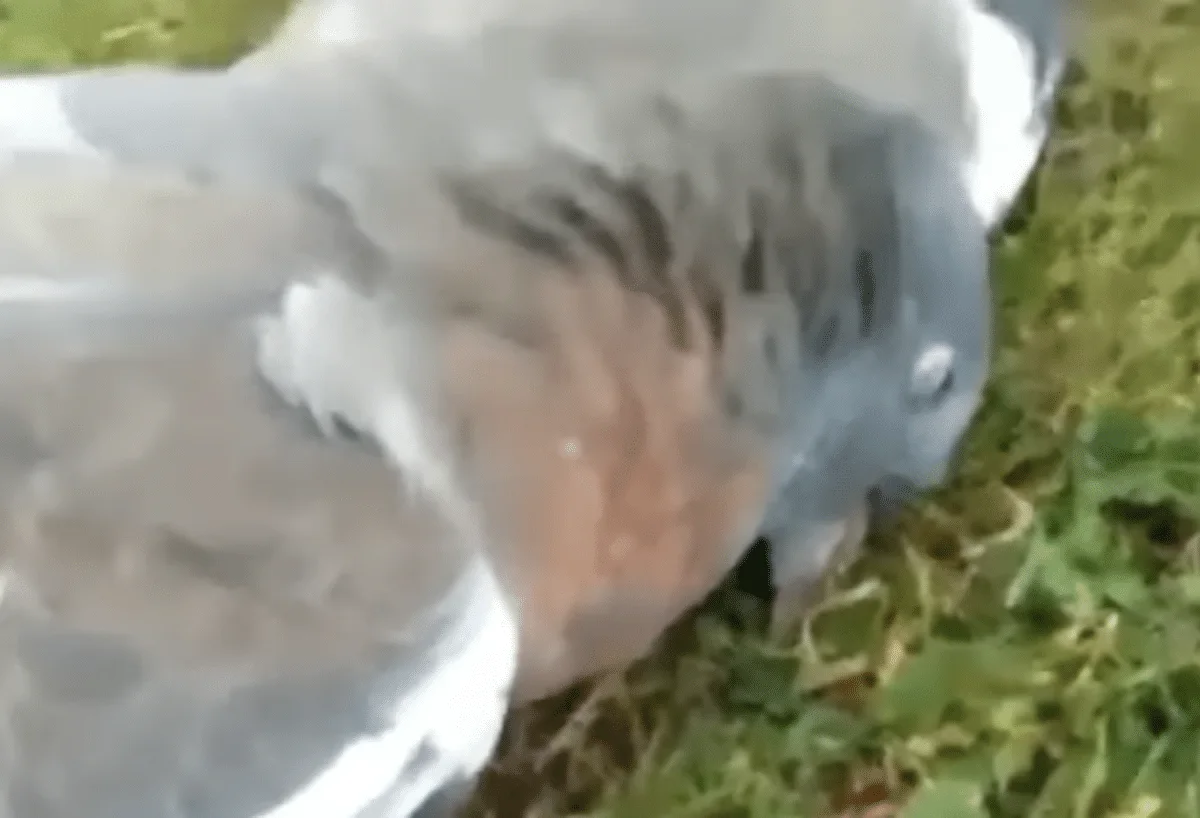 drunkest bird in the world