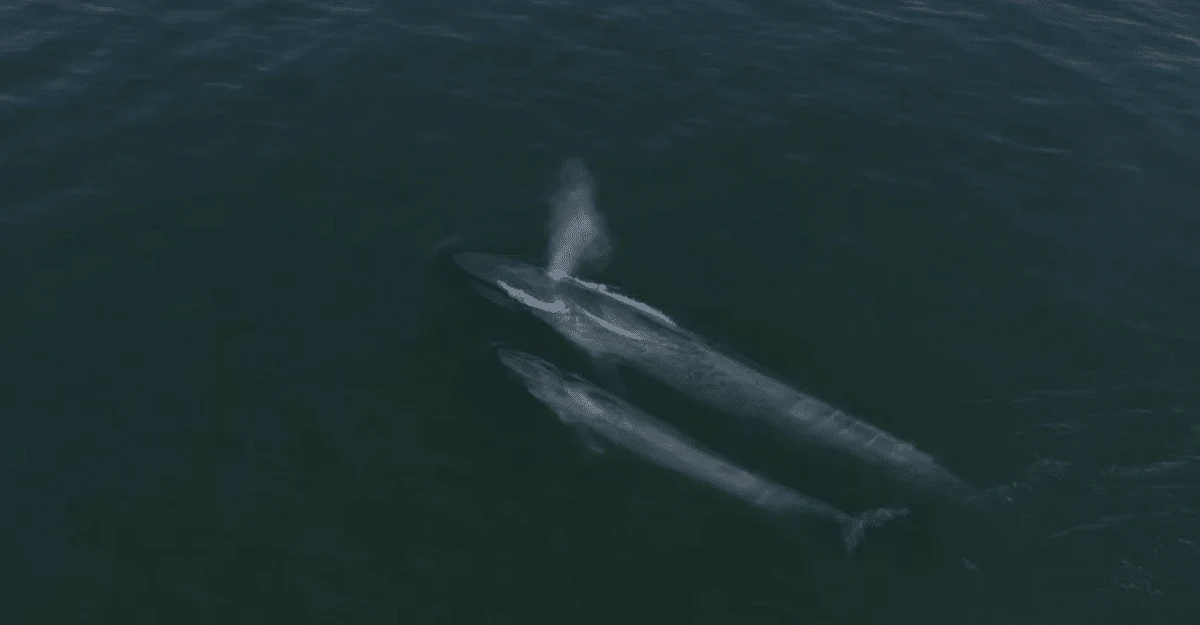 Blue Whales