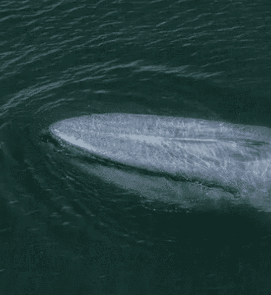 Blue Whales Return to Seychelles Seas After Decades