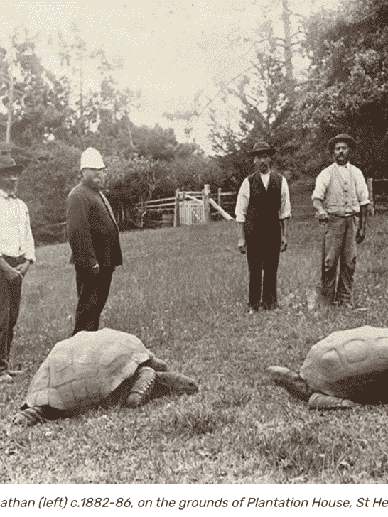 The World’s Oldest Living Animal Reigns at the Age of 191 Year’s Old