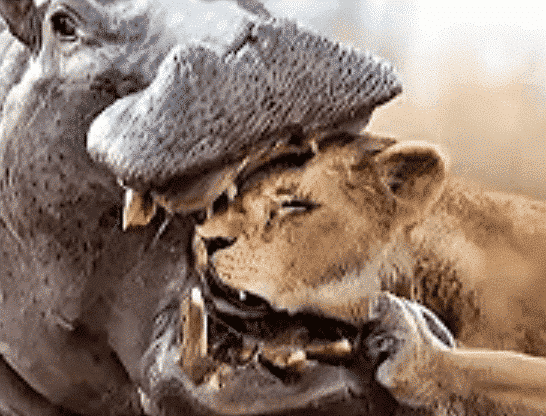 Lion Messed with the Wrong Hippo