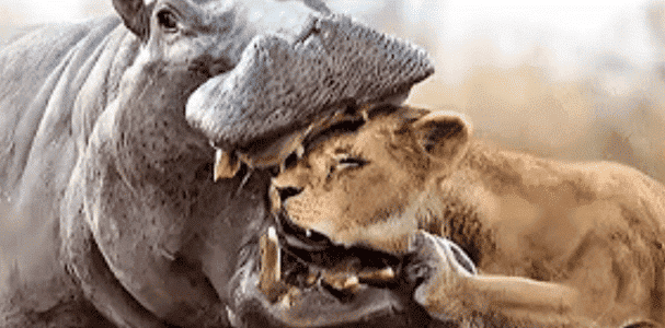 Lion Messed with the Wrong Hippo