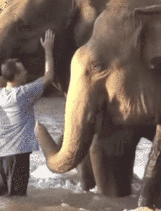 Watch: Elephants Reunite With Their Old Caretaker