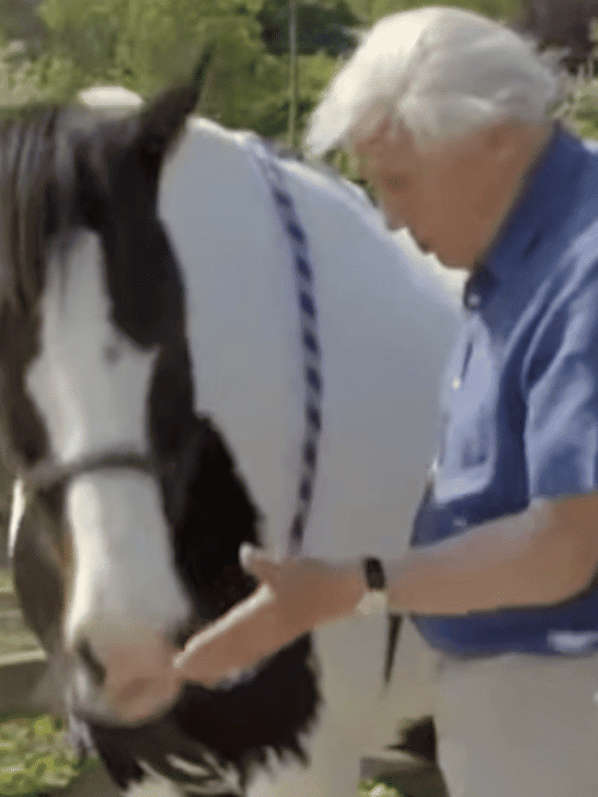 Millie The Horse Does Maths With David Attenborough