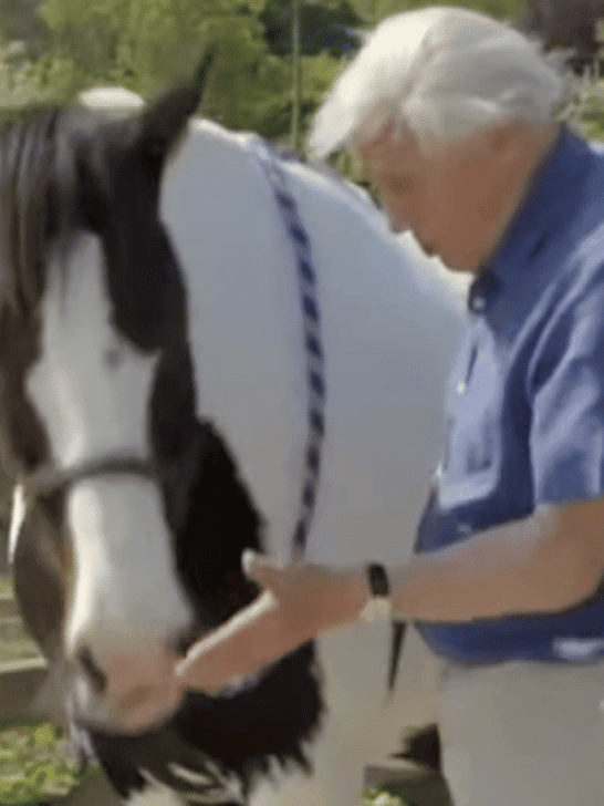 Millie The Horse Does Maths With Sir David Attenborough