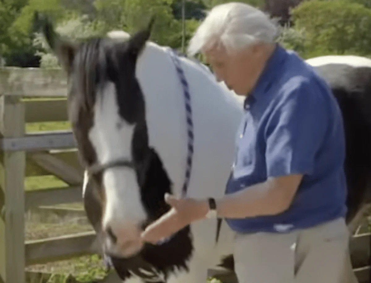 Millie the Maths Horse