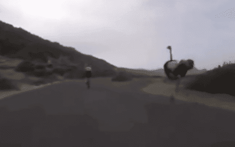 Angry Ostrich Chases Two Cyclists