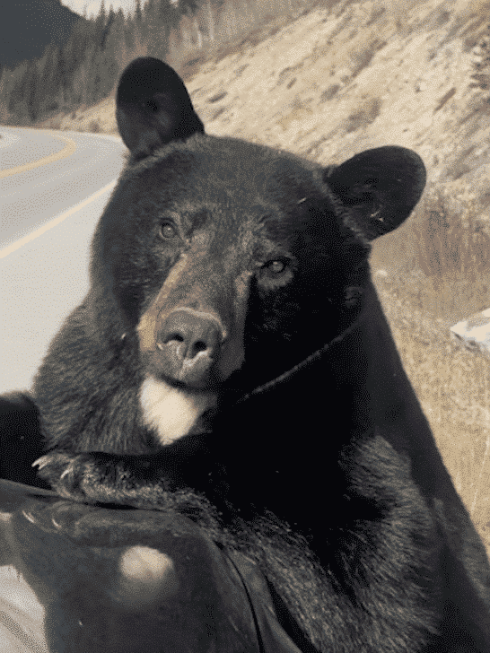 Curious Black Bear Tastes Car