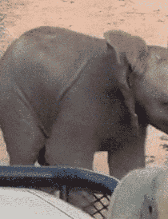 Watch: Baby Elephant Playfully Charges Safari Vehicle