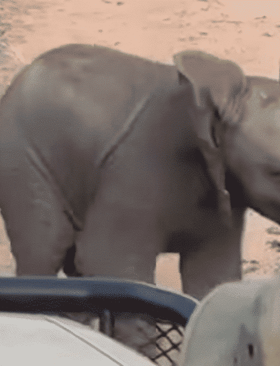 Baby Elephant Playfully Charges Safari Vehicle