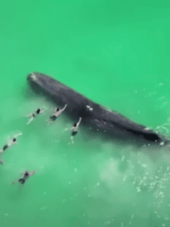 Video shows large whale joining swimmers off Australian beach