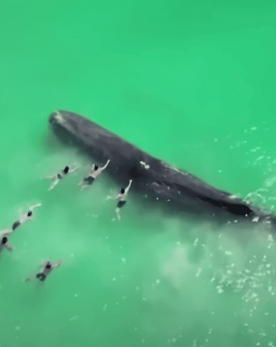 Watch: Whale Joins Swimmers on Australian Beach