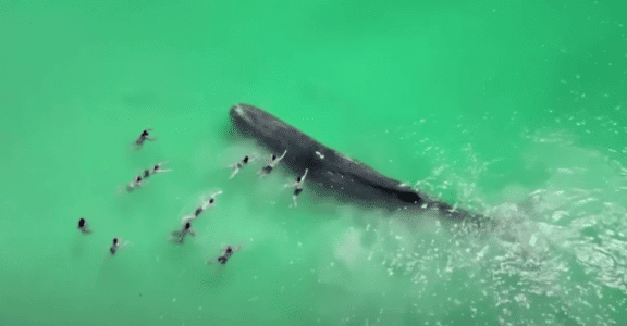 Watch: Whale Joins Swimmers on Australian Beach