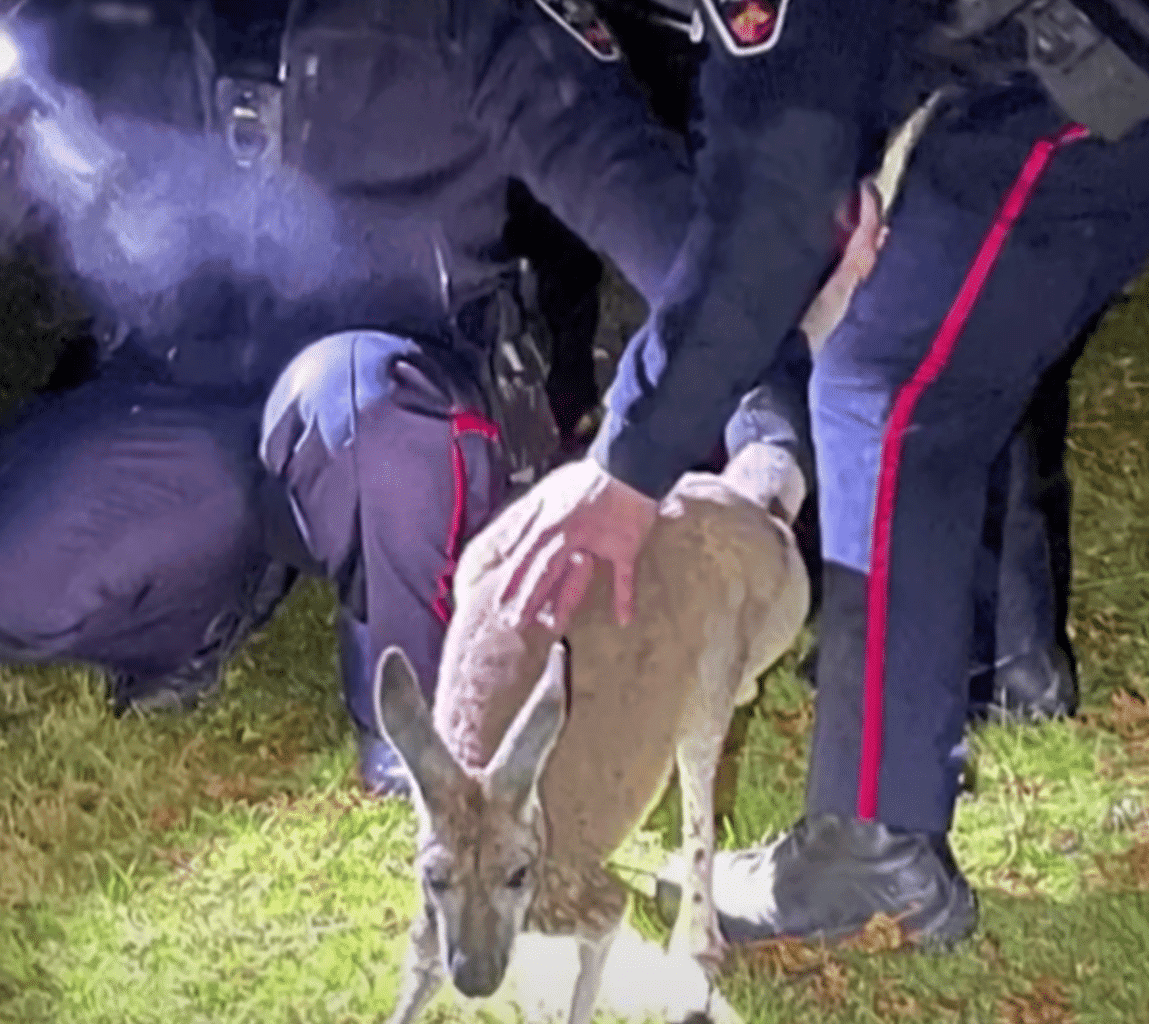 Escaped Kangaroo Caught After Punching Cop