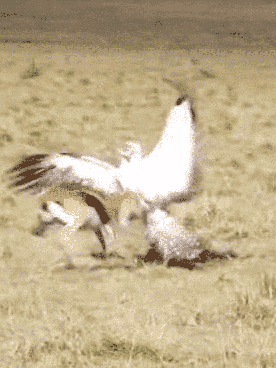Watch: Heroic Buck Headbutts African Eagle to Save Baby