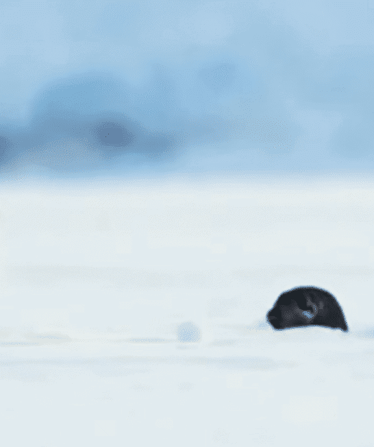 Polar Bear Cub Gets Surprised By A Seal While Making A Snowball