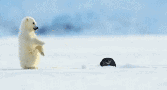 Polar Bear Cub Gets Surprised By A Seal While Making A Snowball