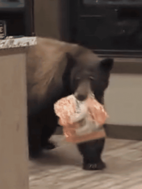 Black Bear Crashes a Bachelor Party And Steals Tortillas