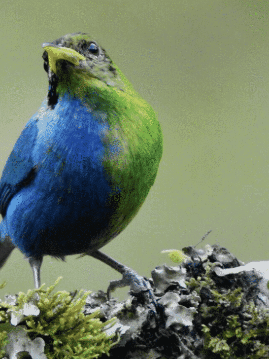 Once In a Lifetime Sighting: Bird Both Male and Female