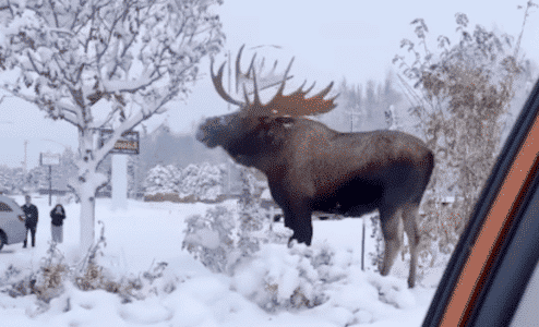 Did You Know That Moose Can Weigh Up To 1400 Pounds