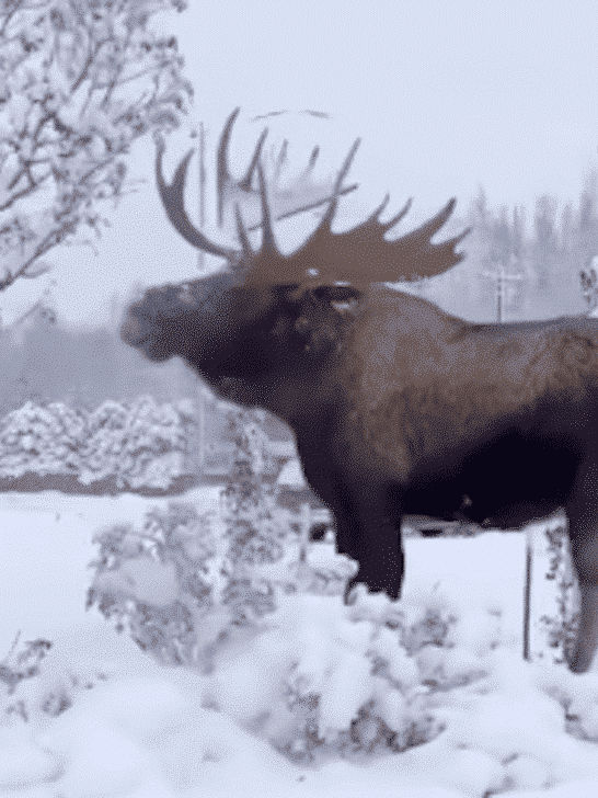 Did You Know That Moose Can Weigh Up To 1400 Pounds