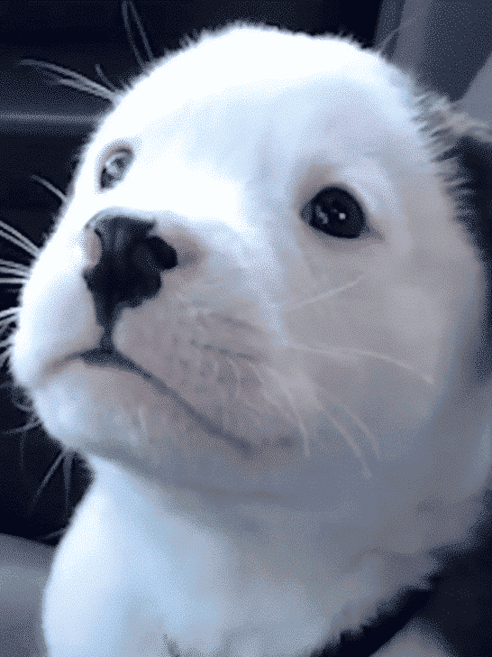 Watch As A Puppy Barks At Its Own Hiccups