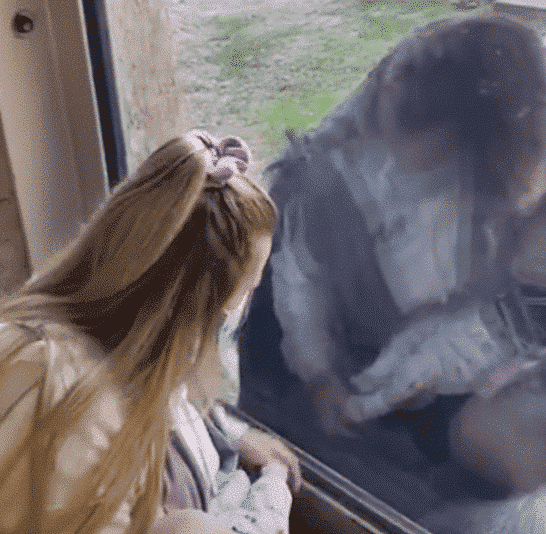 Watch: Zookeeper Introduces Her Newborn Baby To Gorilla Friend