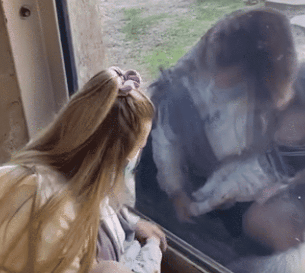 Zookeeper introduces her newborn baby to gorilla friend