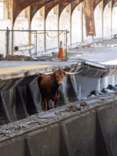 Watch: Bull on the loose on N.J. Transit tracks