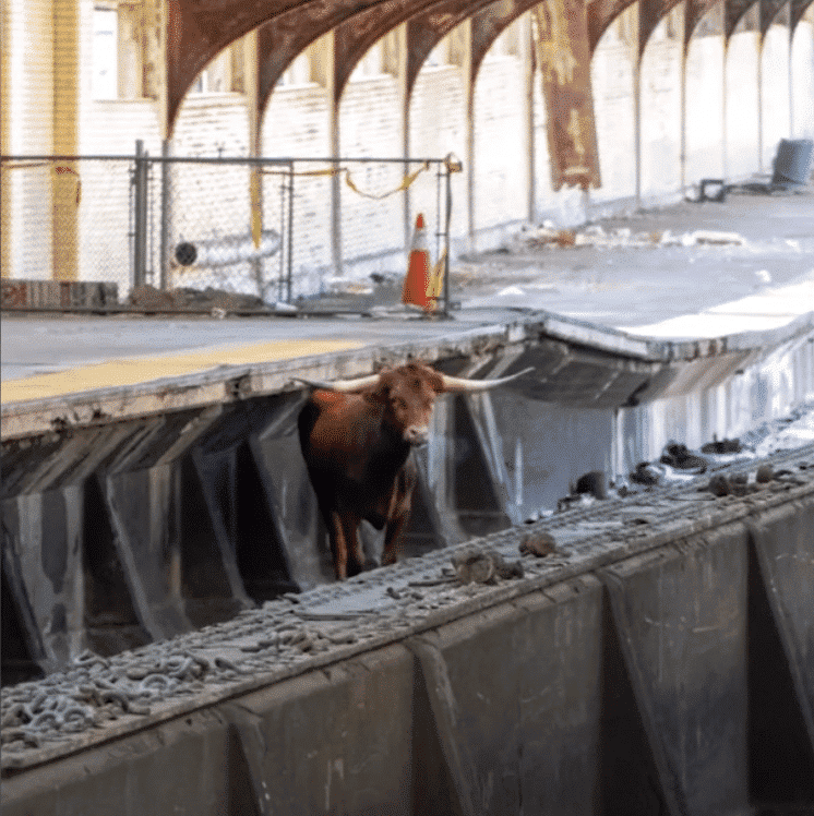 Watch: Bull on the loose on N.J. Transit tracks