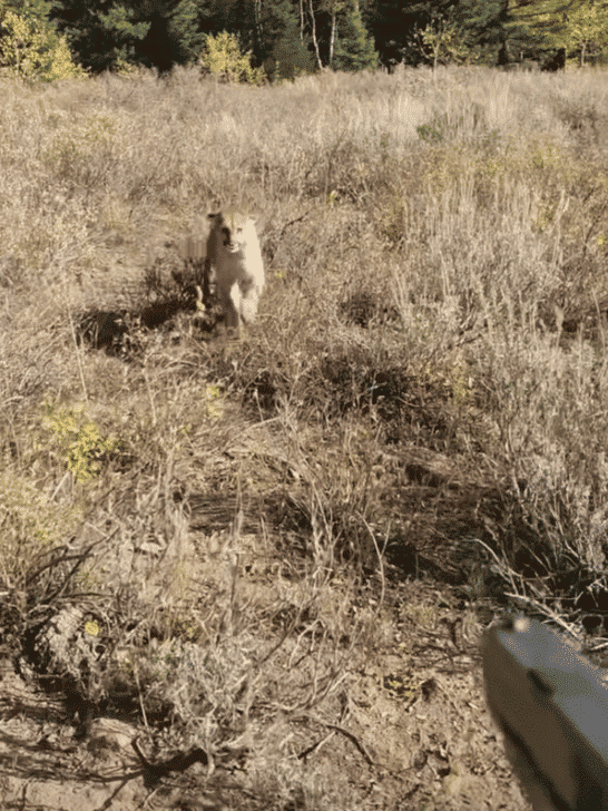 “Stay Back”: Mountain Lion Stalks Hunter, Saved by Gun