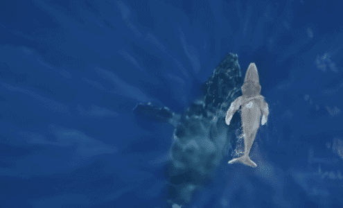 World’s First: Rare Footage of Humpback Whale Birth
