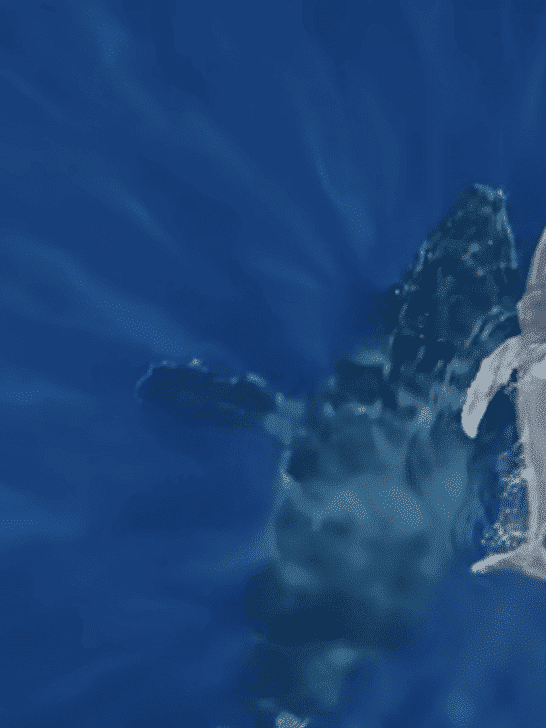 World’s First: Rare Footage of Humpback Whale Birth