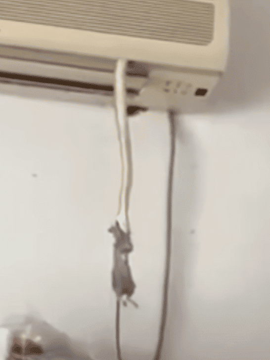You Don’t See That Everyday: Snake Drags Rat into AC