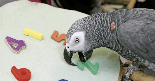 Meet Alex the African Grey Parrot: Smartest Bird in The World