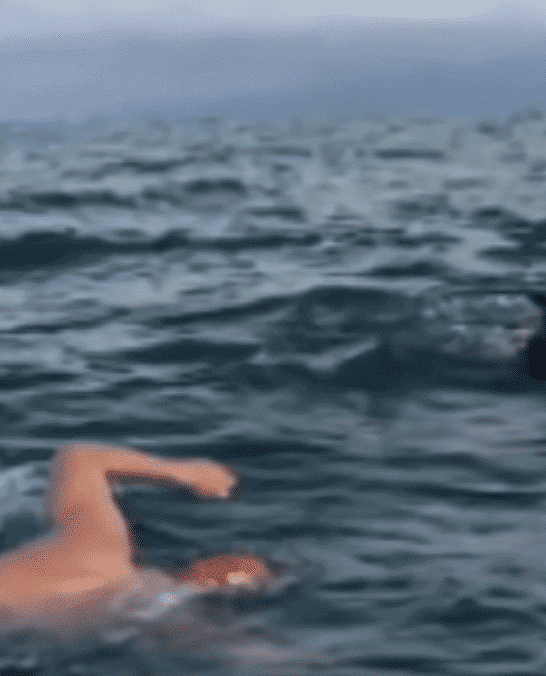 Heroic Dolphins Save Swimmers From Massive Great White Shark