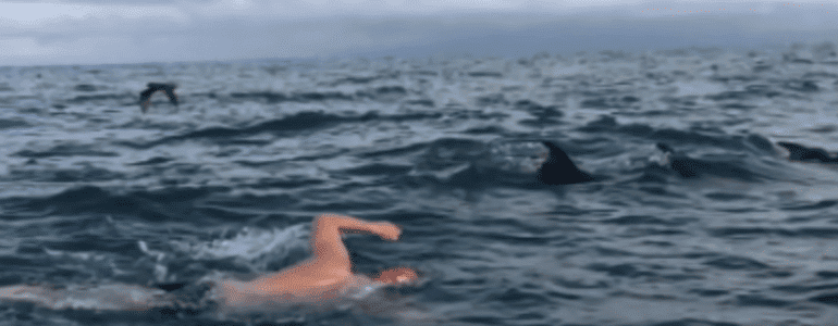 Heroic Dolphins Save Swimmers From Massive Great White Shark