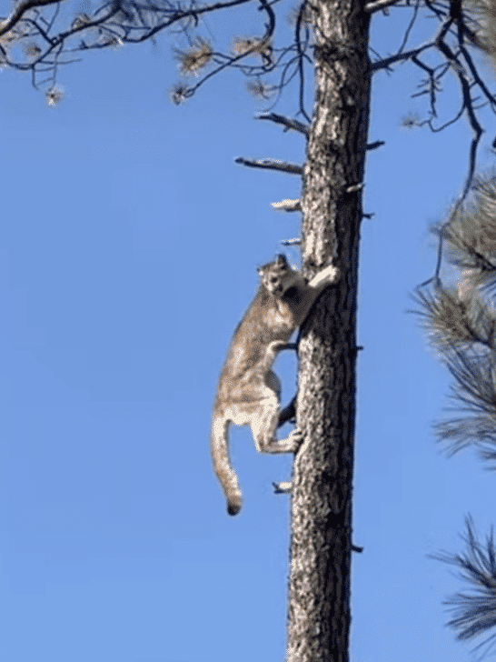 Unprecedented: Mountain Lion Scales Tree 50+ feet high