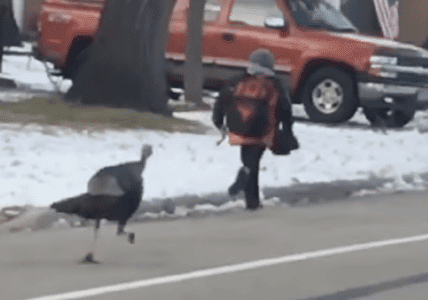Turkey Chases Kid Down The Road
