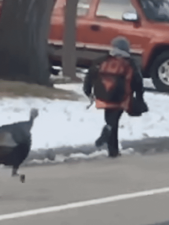 Turkey Chases Kid Down The Road