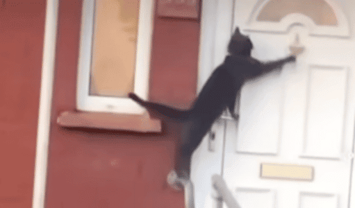 Cat Uses The Door Knocker To Knock On Door
