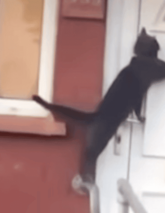 Cat Uses The Door Knocker To Knock On Door