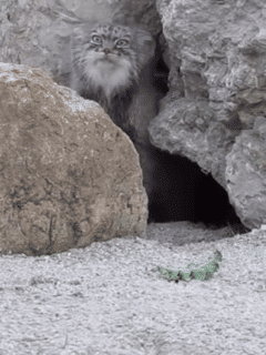 Pallas Cat Curiously Encounters Camera Outside Its Den