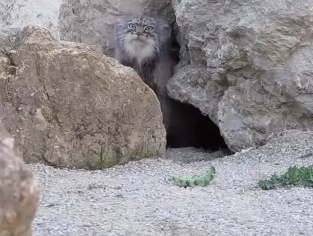 Pallas Cat Curiously Encounters Camera Outside Its Den