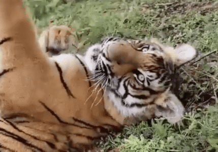 Watch What Happens When This Tiger Gets a Nose Boop