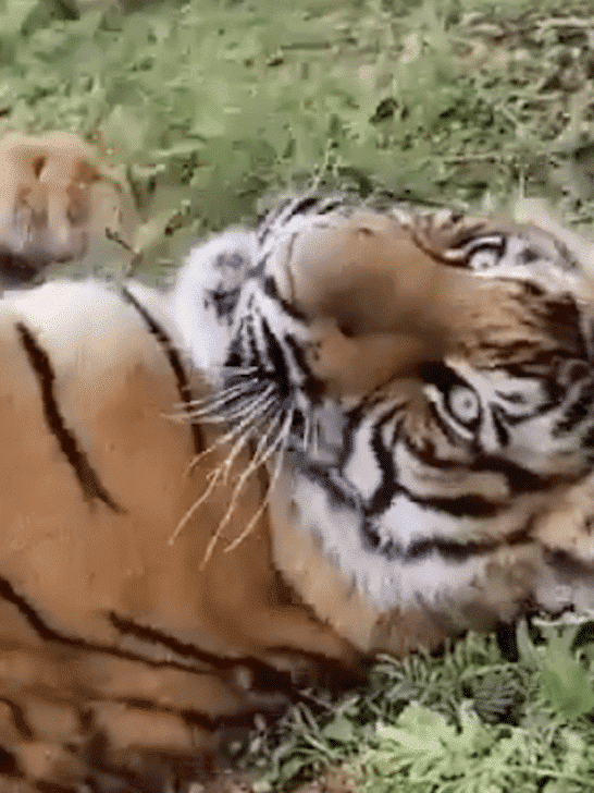 Watch What Happens When This Tiger Gets a Nose Boop