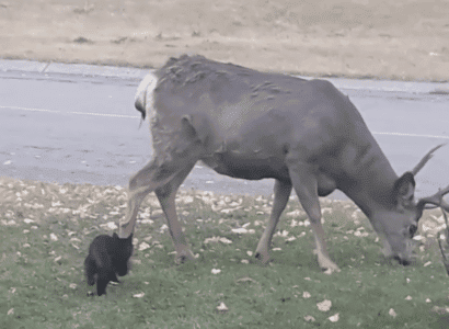 Cat Gives An Unsuspecting Deer A Fright