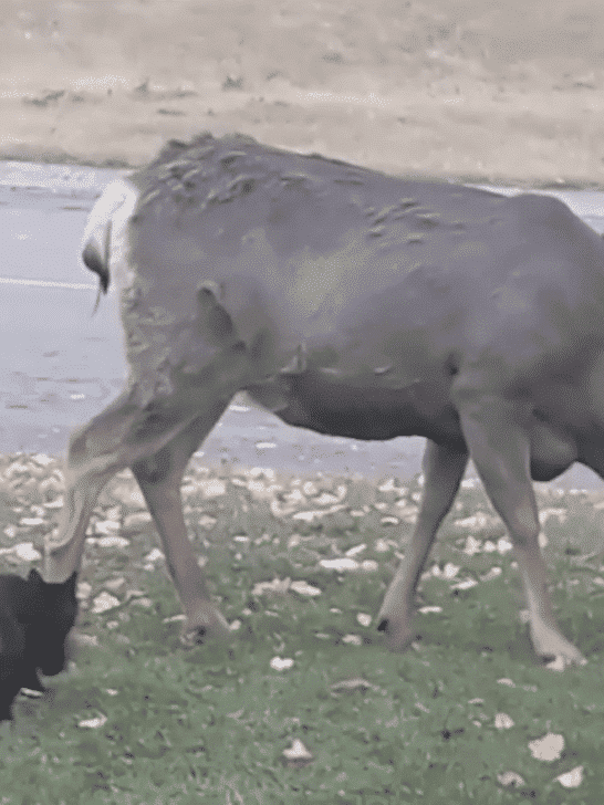 Cat Gives An Unsuspecting Deer A Fright