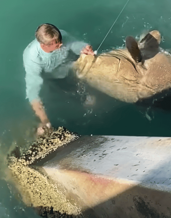 Watch: Child Leaps Off Jetty to Unleash Enormous Goliath Grouper